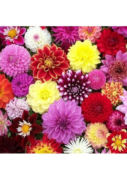 Dünyam 10 Adet Karışık Renkli Dahlia Çiçeği Tohumu fiyatları