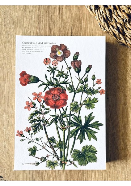 Tanıtım Özel Tasarım Kapaklı A5 Çizgisiz Not Defteri - 180 Derece Açılabilir, Sırtı DIKIŞLI,%100 El Işçiliği, Ofis Için Ideal, Planlayıcı (Cranesbill And Geranium Kapak Tasarımı)