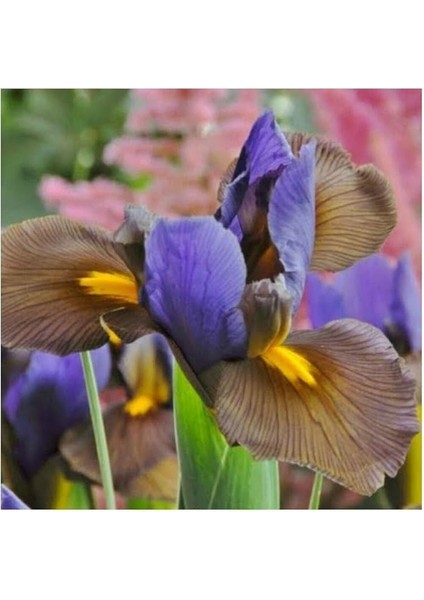 Golden Beauty Iris Süsen Soğanı - 10 Adet fiyatları