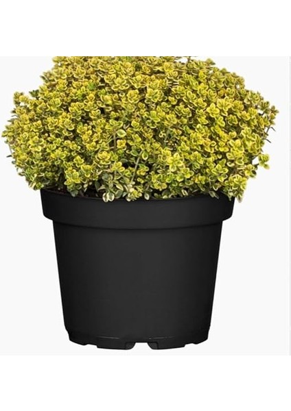 Mystic Lemon Aromatik Kekik Fidesi (2 Adet) fiyatları