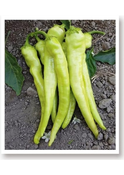 Tarım Ata Tohumu Sivri Biber Yalova Çarliston 1000 Adet Tohum