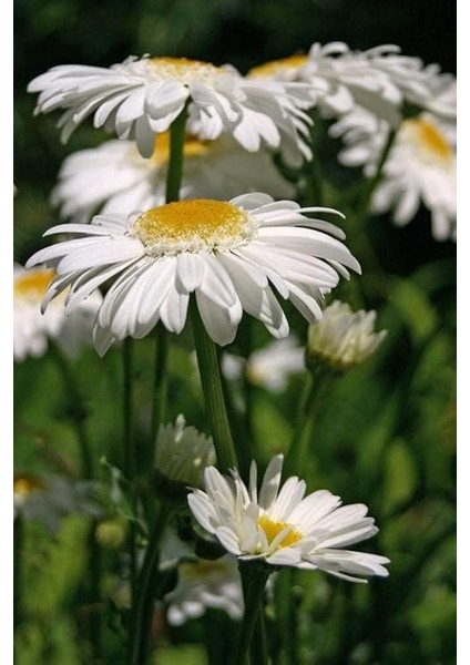 Papatya (35 Tohum) indirimleri