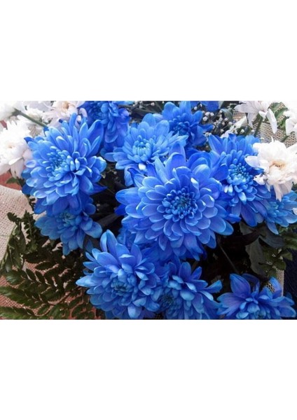 Dünyam Mavi Renkli Krizentem (Kasımpatı) Çiçeği Tohumu