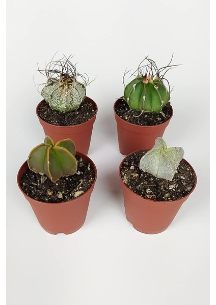 Lü Astrophytum Özel Tür Kaktüs Seti 5.5 cm Saksıda