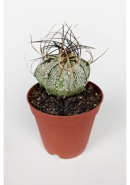 Lü Astrophytum Özel Tür Kaktüs Seti 5.5 cm Saksıda indirimleri