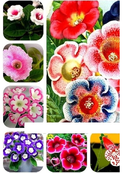 Dünyam Bardak Menekşe Karışık Tohumu 5 Adet