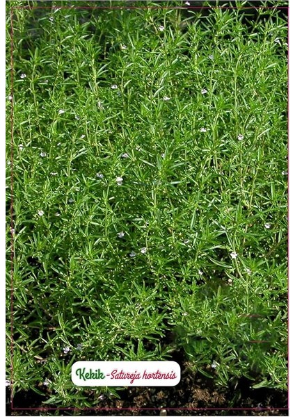 Tarım Kekik Çiçeği Tohumu