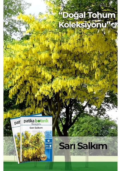 Botanik 20 Adet Sarı Salkım Ağaç Tohumu