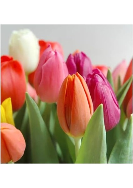 Hollanda'dan Ithal Rengarenk Lale Soğanı 5 Adet indirimleri