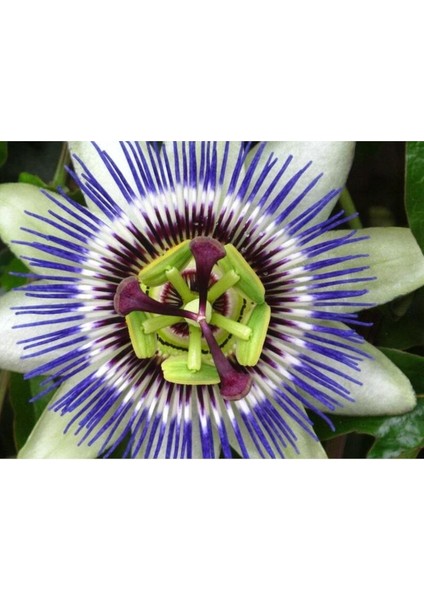 Dünyam 5 Adet Blue Passion (Passiflora Caerulea) Tohumu