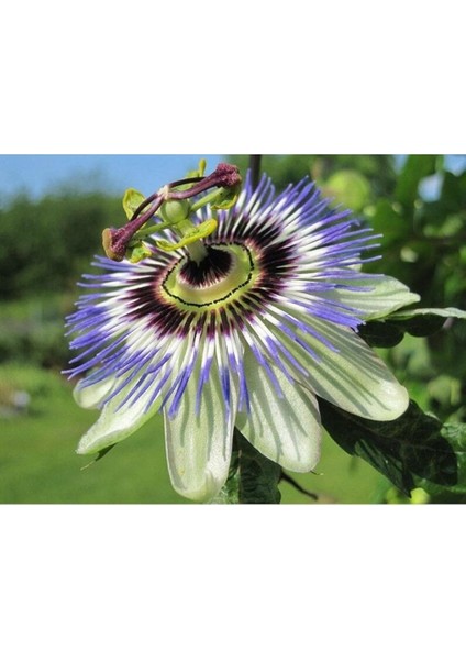 Dünyam 5 Adet Blue Passion (Passiflora Caerulea) Tohumu fiyatları