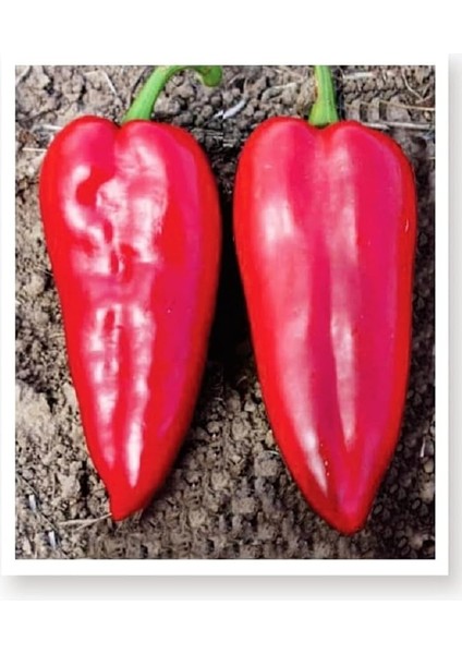 Tarım Ata Tohumu Yöresel Yağlık Biber 1000 Adet Tohum