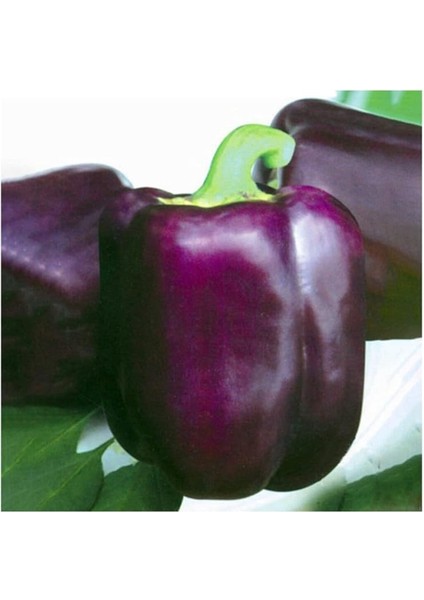 Nadir Mor Dolmalık Biber Tohumu 10 Adet Tohum fırsatları