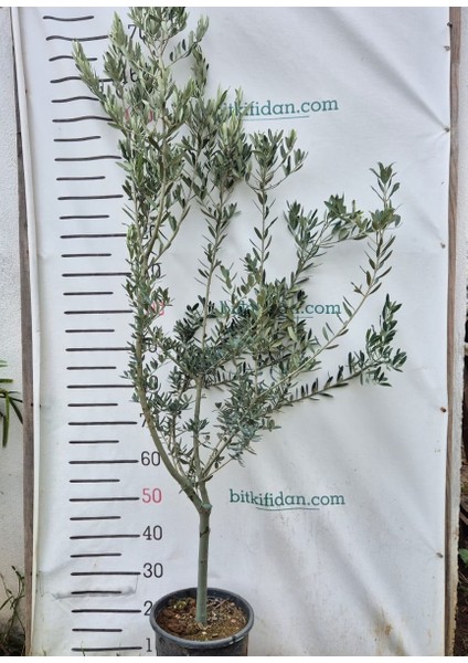 4 Yaş Gemlik Zeytin Fidanı fırsatları