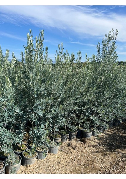 4 Yaş Gemlik Zeytin Fidanı indirimleri