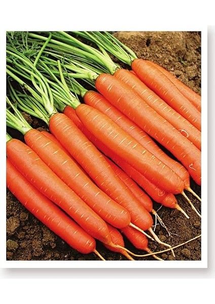 Tarım Ata Tohumu Yerli Havuç Tohumu 1000 Atet Tohum