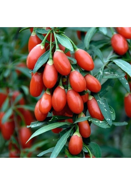 Tüplü Goji Berry Kurt Üzümü Fidanı