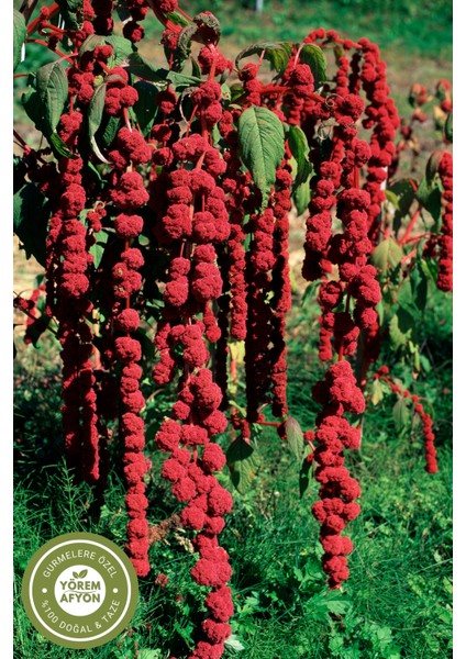 Yörem Afyon Diyetlerin Yükselen Yıldızı Yüksek Proteinli Doğal Lifli Amarant Amaranth Tohumu (Amaranthus) | 125GR. fırsatları