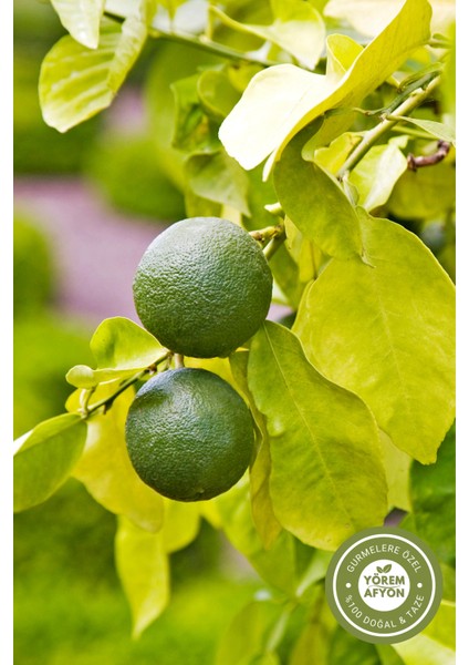 Yörem Afyon Orta Doğu’nun Yüzyıllık Tariflerinin Saklı Aroması Kurutulmuş Siyah Basra Limonu Misket Limon | 40GR modelleri