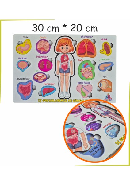 Bedenimi Öğreniyorum Iç Organlarımız ve Görevleri Puzzle Bul - Tak