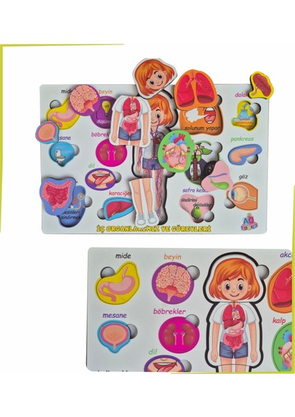 Bedenimi Öğreniyorum Iç Organlarımız ve Görevleri Puzzle Bul - Tak fiyatları
