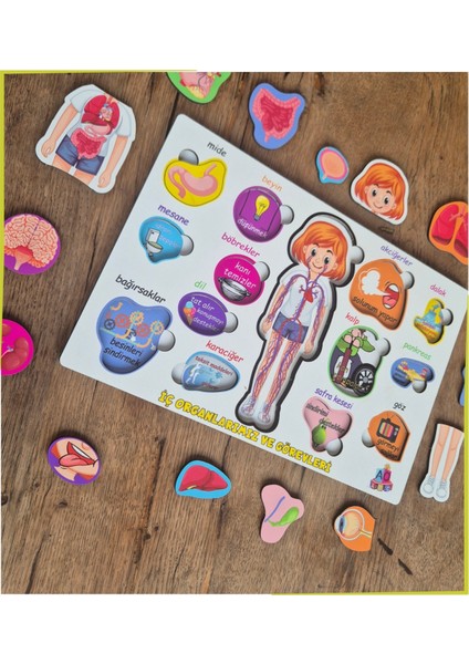 Bedenimi Öğreniyorum Iç Organlarımız ve Görevleri Puzzle Bul - Tak modelleri
