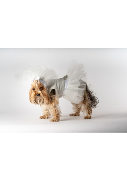 Köpek Kedi Gelinlik fiyatları