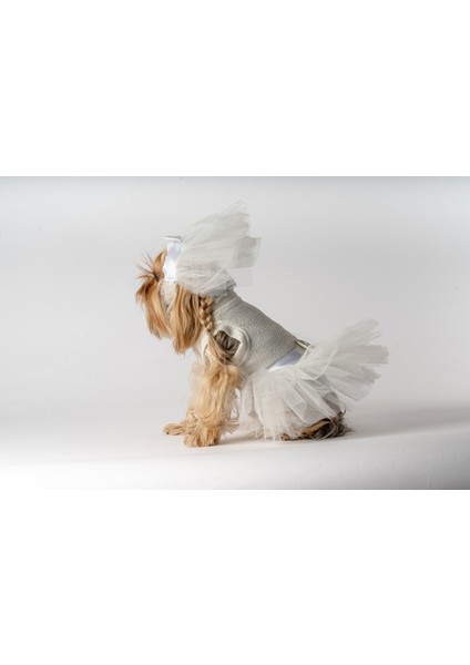 Köpek Kedi Gelinlik fırsatları