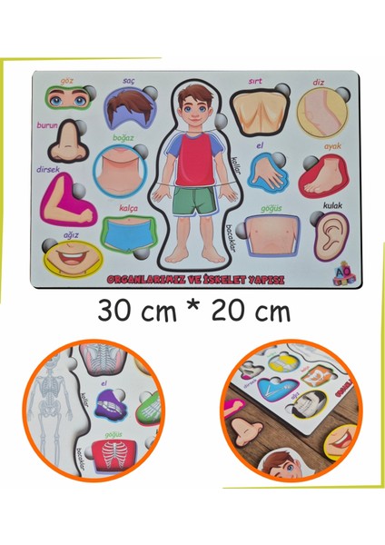 Bedenimi Öğreniyorum Iskelet Sistemi Bul-Tak Puzzle