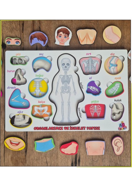Bedenimi Öğreniyorum Iskelet Sistemi Bul-Tak Puzzle modelleri