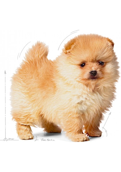 Mını Indoor Puppy Küçük Irklar Için Indoor Yavru Kuru Köpek Mamas