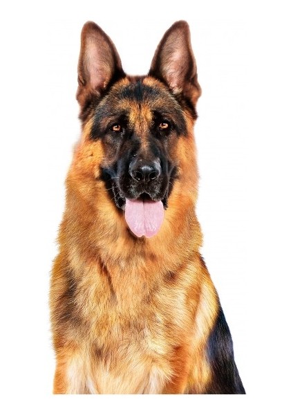 Büyük Irklar için Yaş Konserve Köpek Maması 410g fırsatları