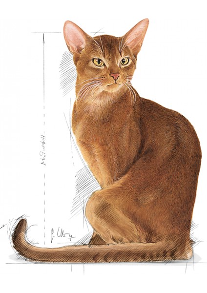 Exigent Seçici Kediler Için Kuru Kedi Maması 10kg