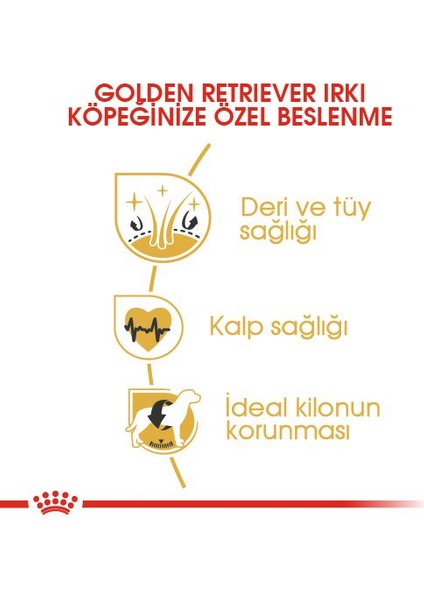 Golden Retriever Yetişkin Kuru Köpek Maması 12kg