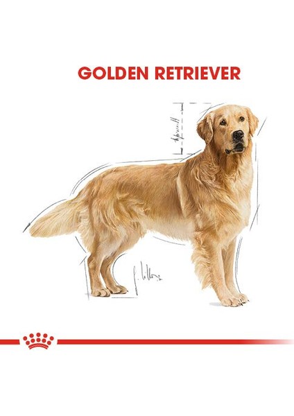Golden Retriever Yetişkin Kuru Köpek Maması 12kg