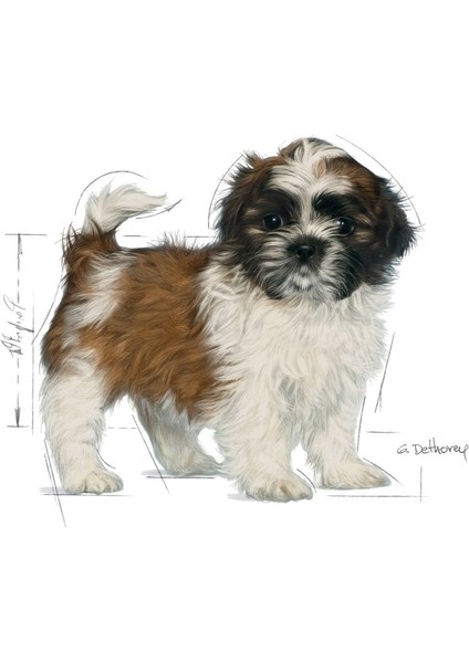 Shih Tzu Yavru Köpek Maması 1.5kg
