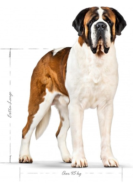 Maxi Dev Irklar Için Yetişkin Köpek Maması 15 Kg