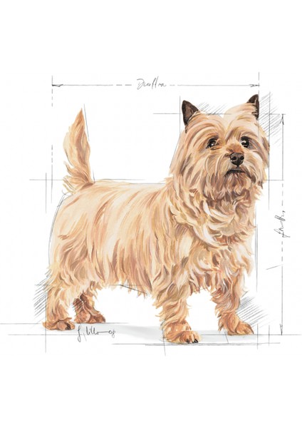 Mini Lightweight Kuru Köpek Maması 3kg