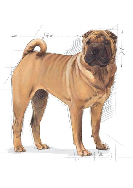 Medium Dermacomfort Yetişkin Köpek Maması 12 Kg