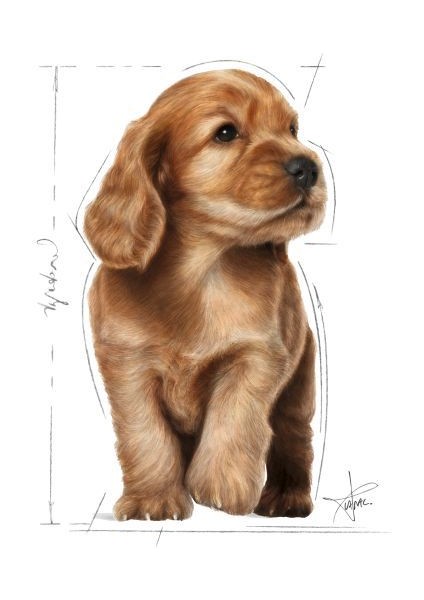 Cocker Yavru Köpek Maması 3kg