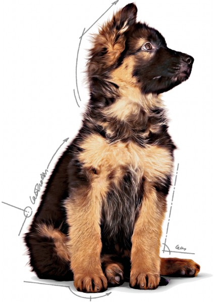 Büyük Irklar için Yavru Yaş Köpek Maması 10 x 140g