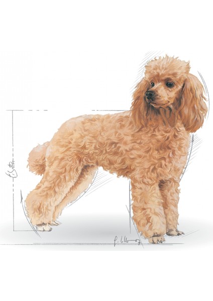 Poodle Yaş Köpek Maması 12 x 85g