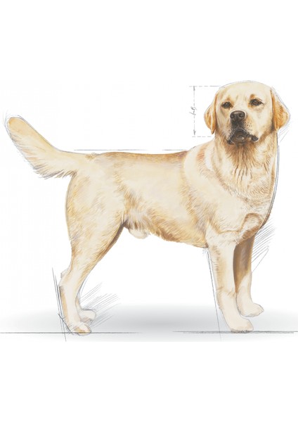 Labrador Retriever Yetişkin Kuru Köpek Maması 12kg