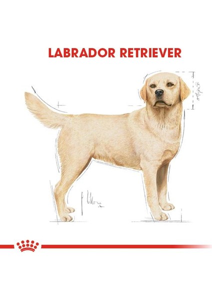 Labrador Retriever Yetişkin Kuru Köpek Maması 12kg