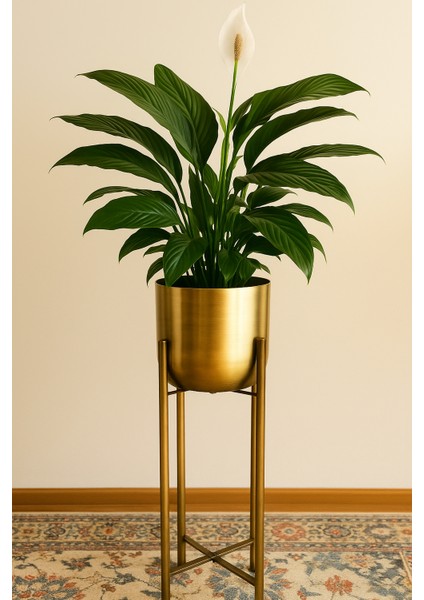 60 cm Boy Eskitme Gold Çap 20 cm Saksılık fırsatları