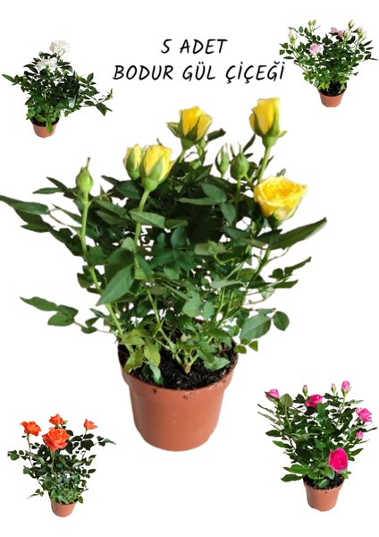 5 Adet Saksıda Bodur Mini Gül Çiçeği (Karışık Renk)
