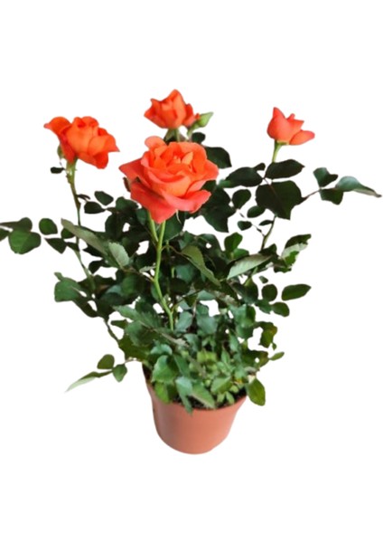 5 Adet Saksıda Bodur Mini Gül Çiçeği (Karışık Renk) fiyatları