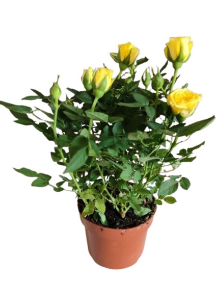5 Adet Saksıda Bodur Mini Gül Çiçeği (Karışık Renk) modelleri