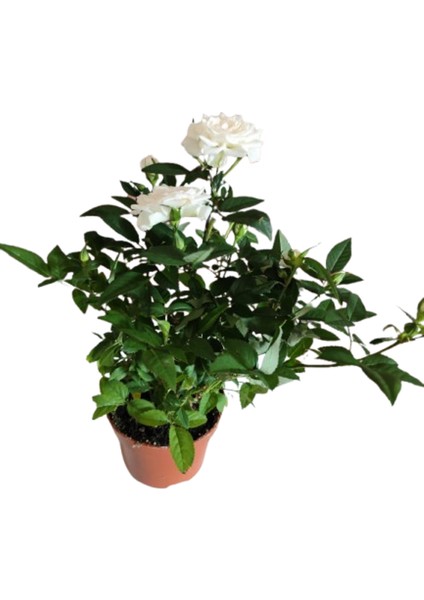 5 Adet Saksıda Bodur Mini Gül Çiçeği (Karışık Renk) indirimleri