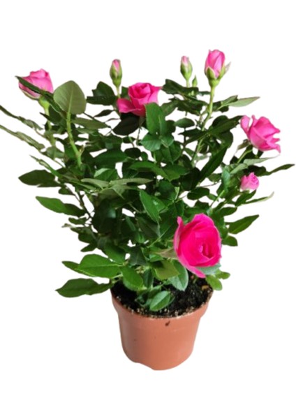 5 Adet Saksıda Bodur Mini Gül Çiçeği (Karışık Renk)